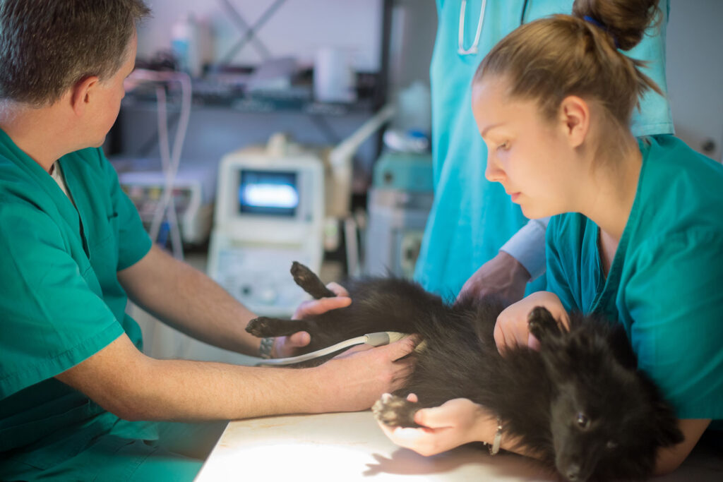 Veterinarian performing ultrasound on dog