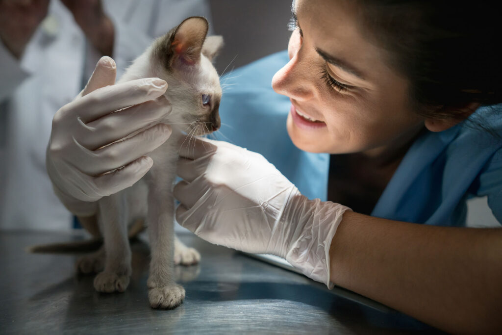 Veterinarian smiling and holding a young kitten