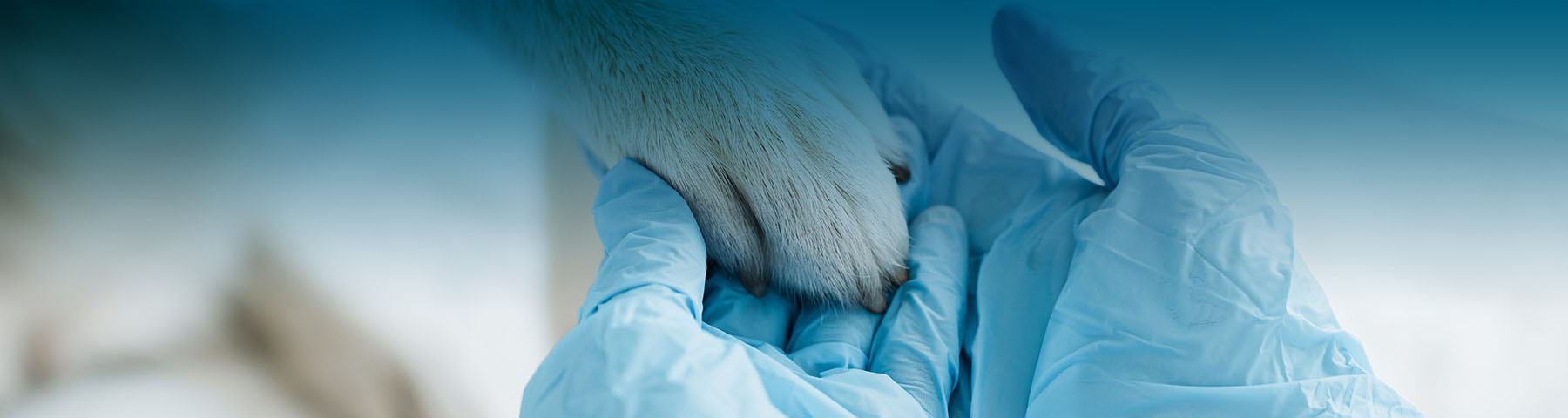 Cropped image of veterinarian in gloves examining dog paw.